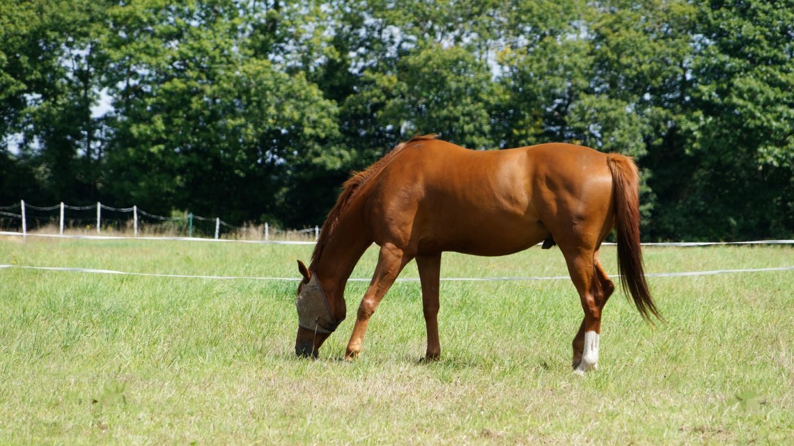 En hest med mavesår tager kortere skridt