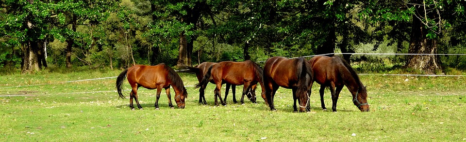 Syv ting alle hesteejere bør vide om forårsgræsning af heste
